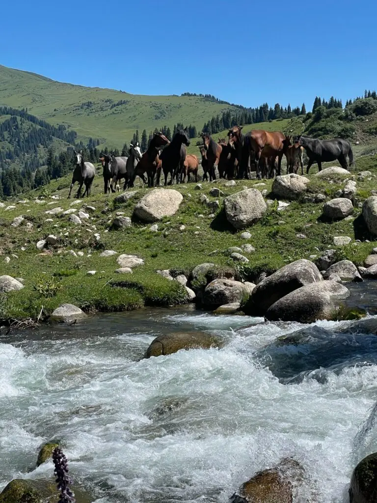 wild horses and river in the mountains