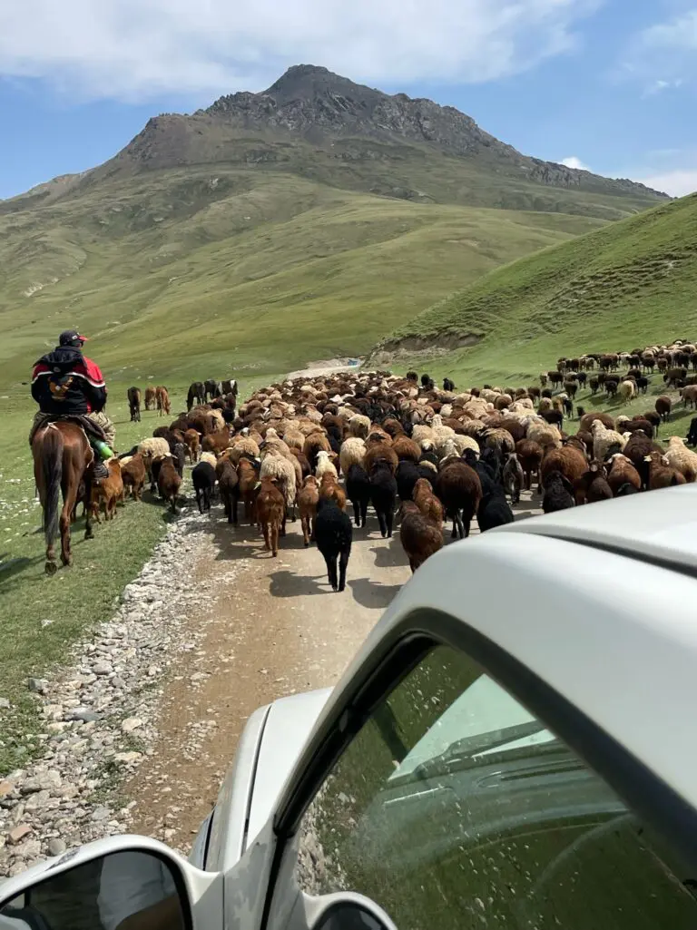 shepherds sheep on the road