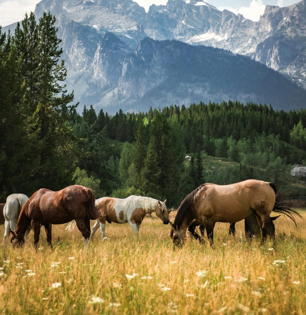 Horses in a field and mountains in the background